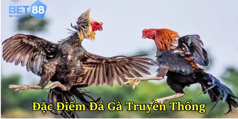 Đặc điểm của đá gà kiểu truyền thống
