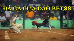 Đá gà cựa dao Bet88
