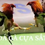 Đa gà cựa sắt Bet88