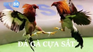 Đa gà cựa sắt Bet88