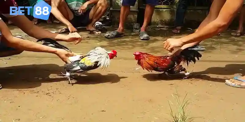 Thế giới đá gà cựa sắt trực tuyến đầy hấp dẫn